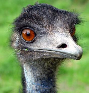 An emu gazes at the camera. Its eyes are empty, its gaze hollow. 